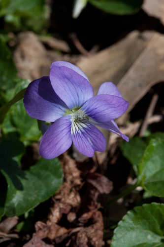 Viola affinis #4